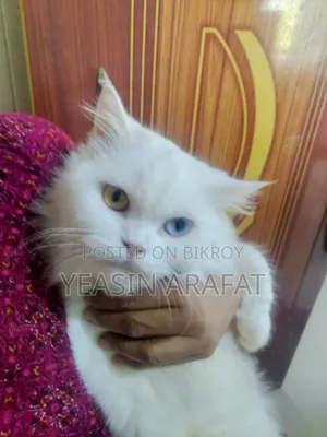6-12 Months Female Purebred Persian