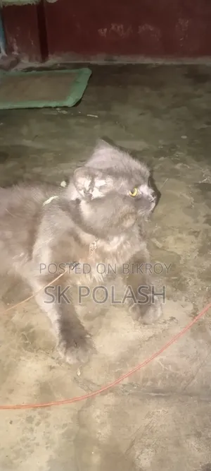 3-6 Months Male Purebred Persian