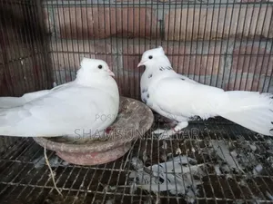 Running Pair.Kakgi Kobutor