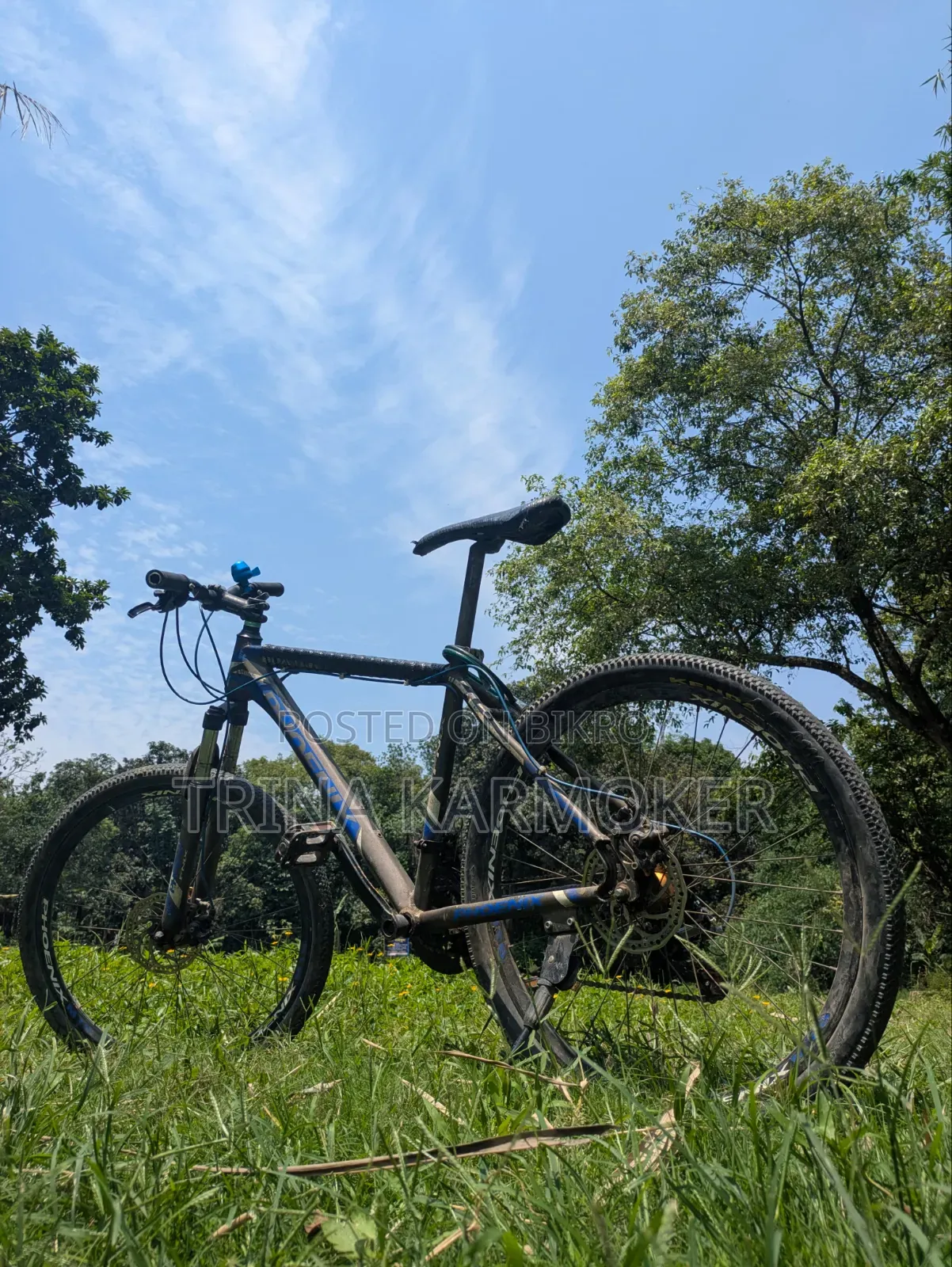 Phoenix Cycle