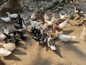 ডিমের চিনা হাসি