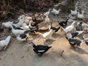 ডিমের চিনা হাসি