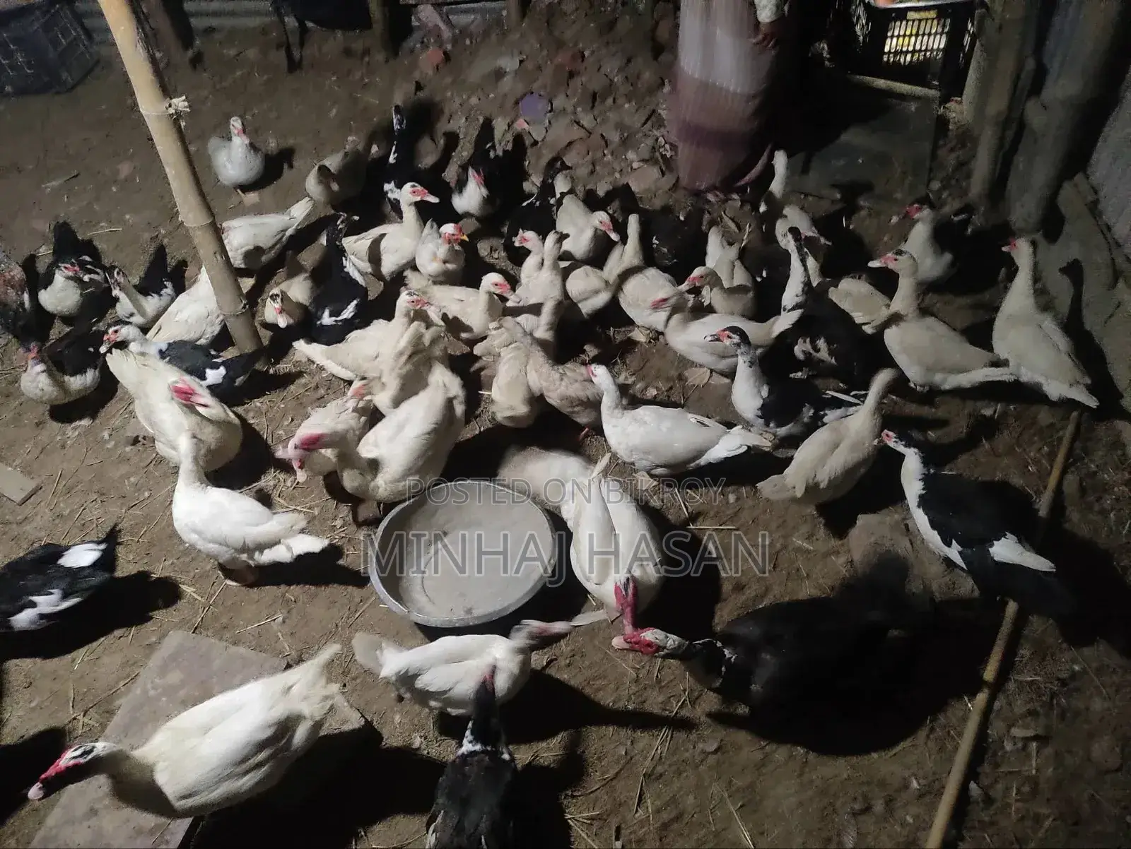 ডিমের চিনা হাসি