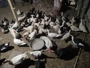 ডিমের চিনা হাসি