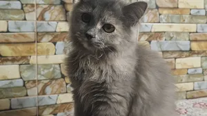 6-12 Months Female Purebred Persian