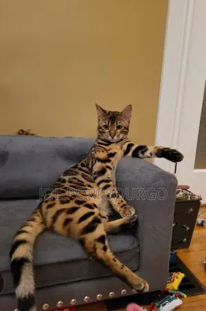 1+ Year Female Purebred Bengal