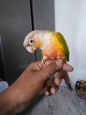 কুনুর পাখি