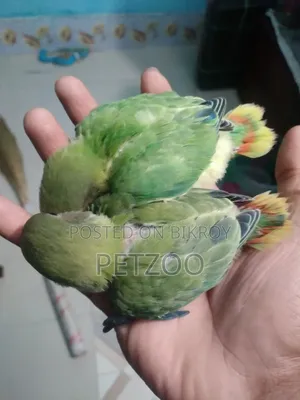 Lovebird Pair with 2 Babies for Sale
