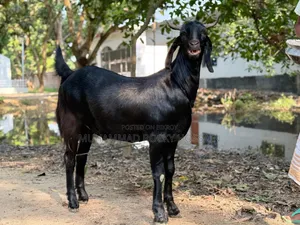 কুরবানির খাসি