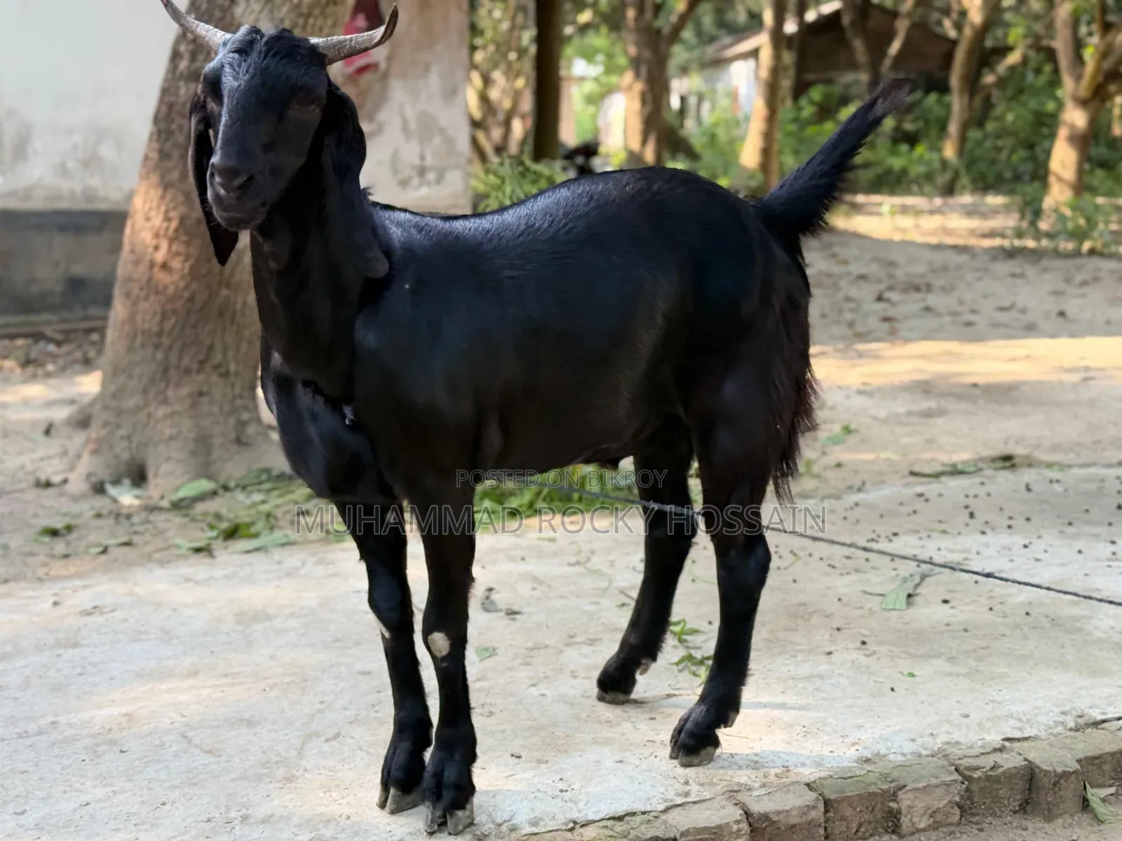 কুরবানির খাসি