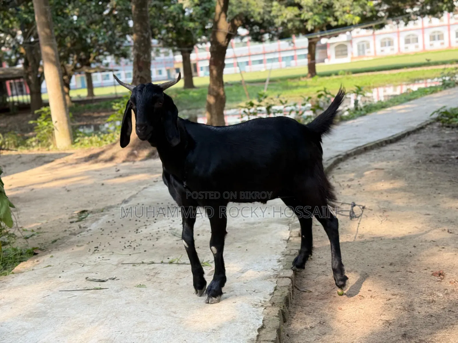 কুরবানির খাসি