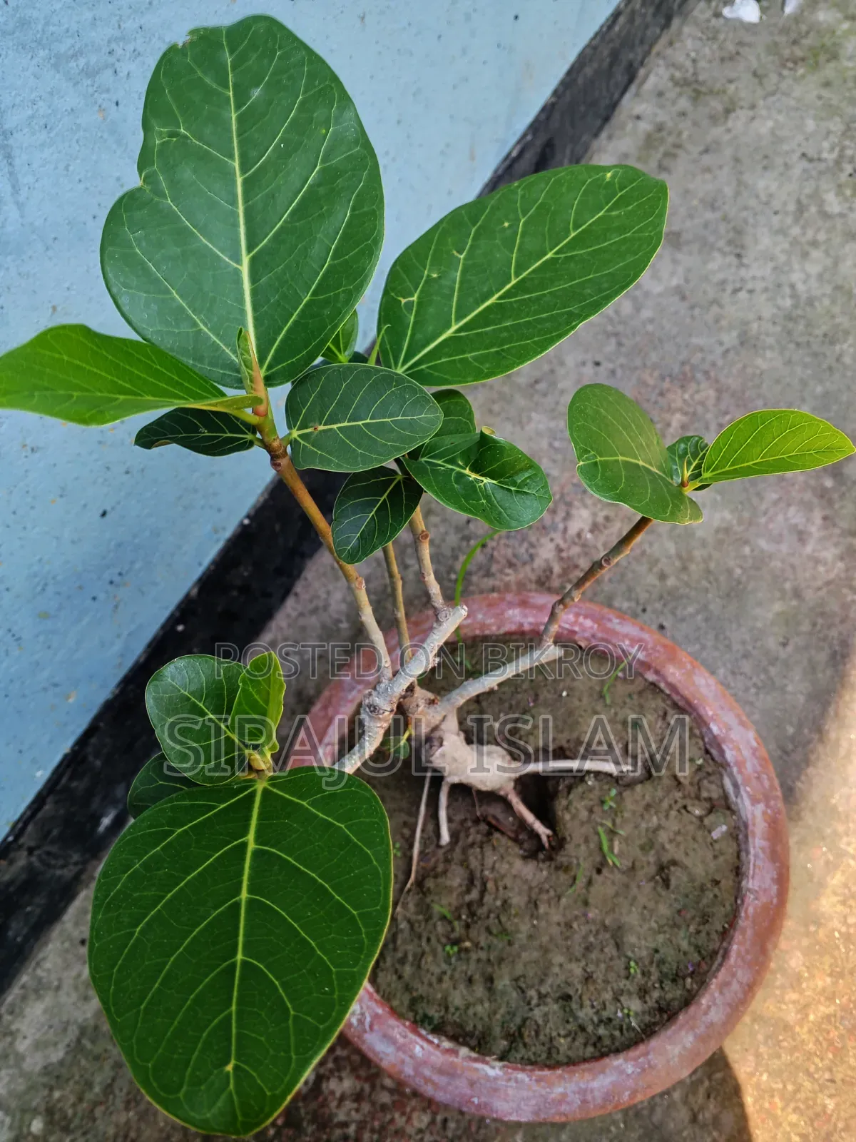 Bonsai Banyan Tree