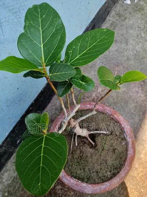 Bonsai Banyan Tree