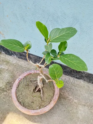 Bonsai Banyan Tree