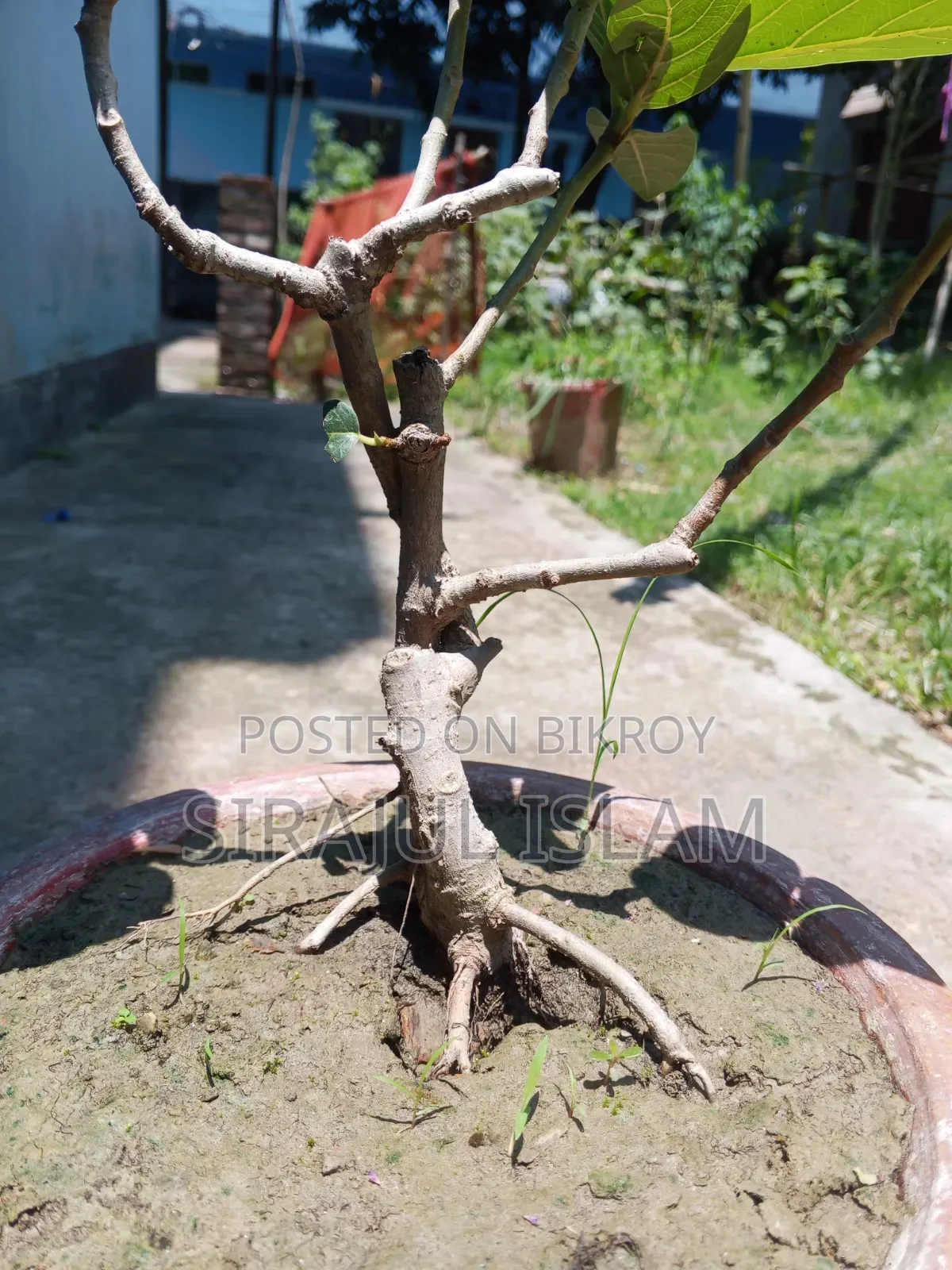 Bonsai Banyan Tree