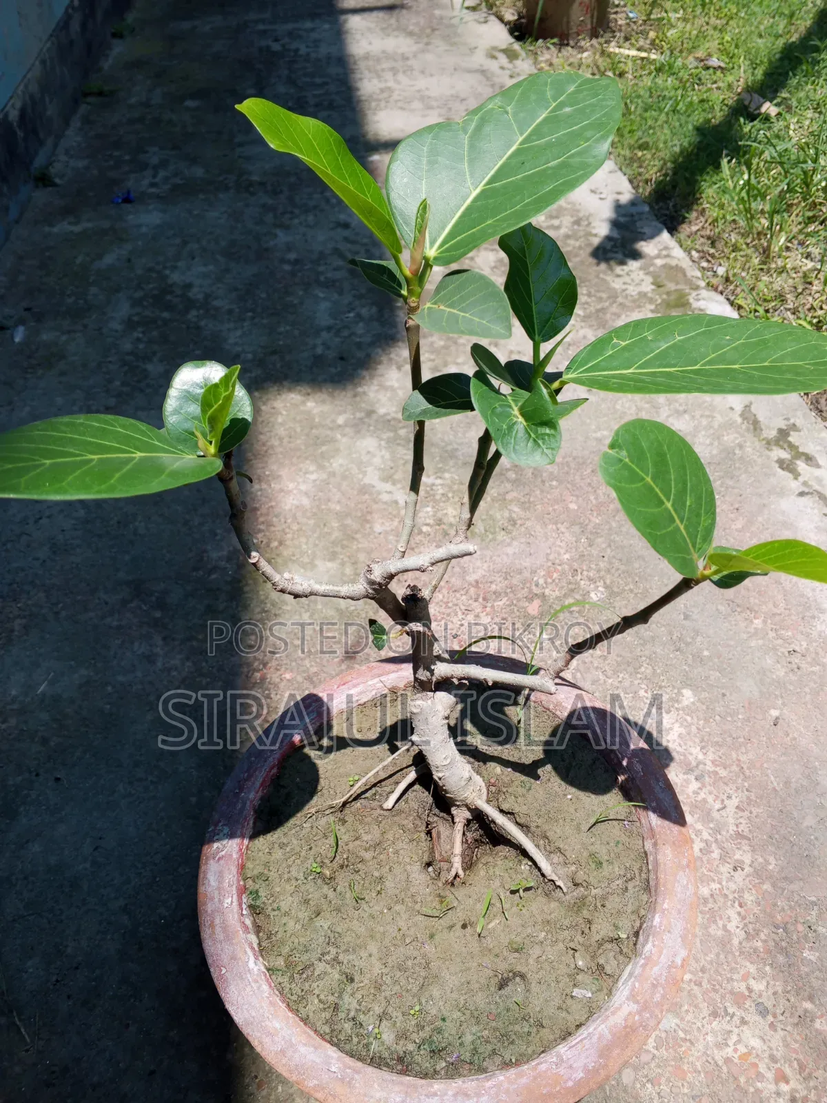 Bonsai Banyan Tree