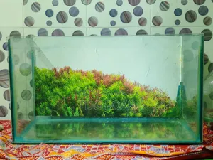 Fish Aquarium