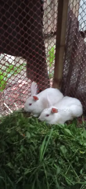 খরগোশ বিক্রি।