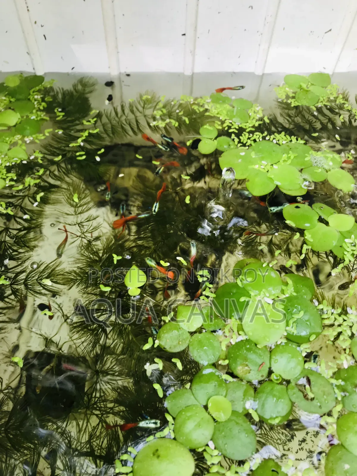 RTP Gappy [ Red Tail Platinum Dumbo Yaar Guppy ]