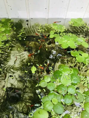 RTP Gappy [ Red Tail Platinum Dumbo Yaar Guppy ]