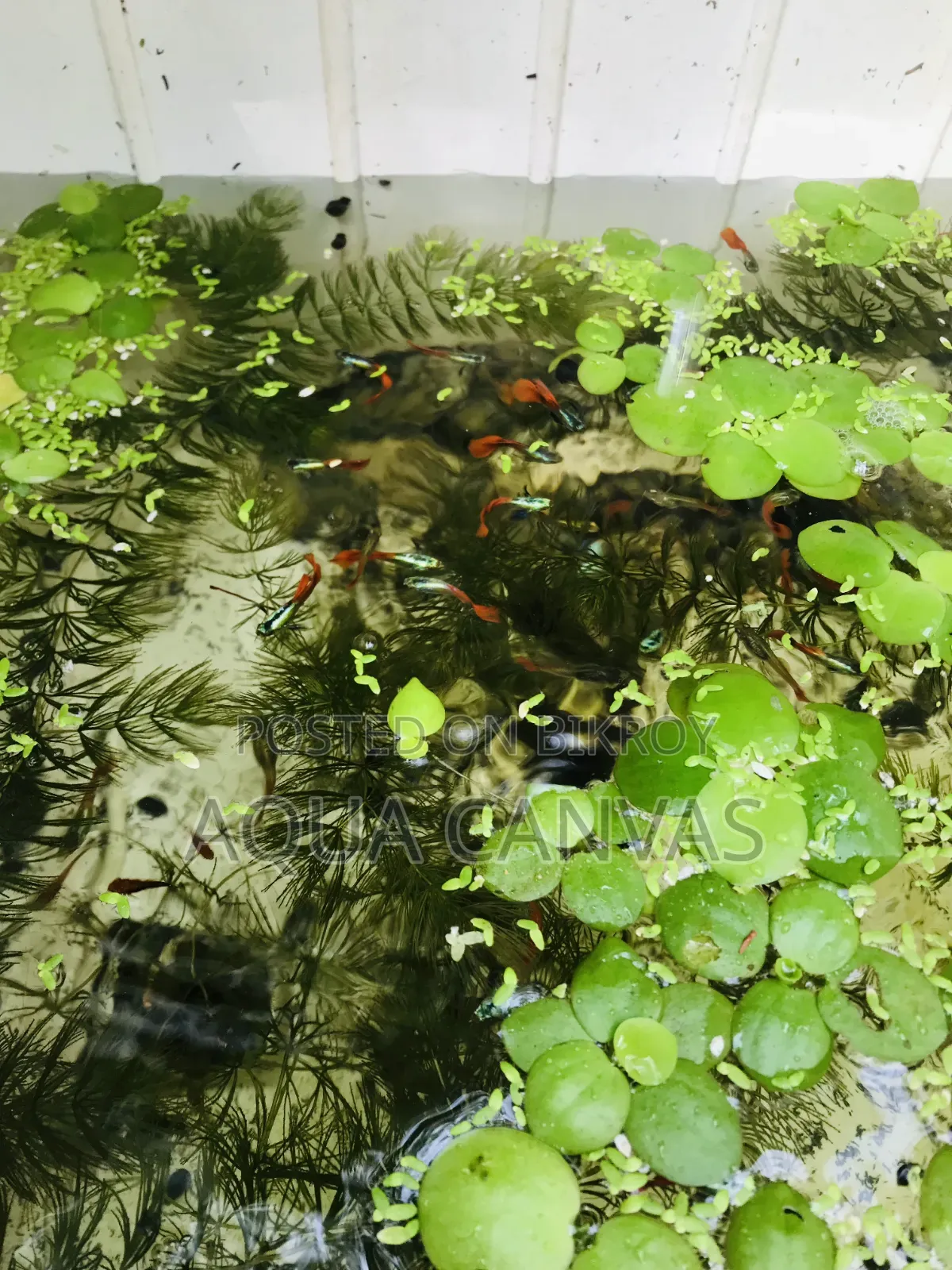 RTP Gappy [ Red Tail Platinum Dumbo Yaar Guppy ]
