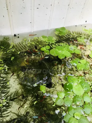RTP Gappy [ Red Tail Platinum Dumbo Yaar Guppy ]