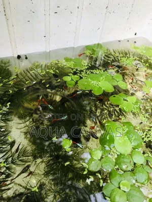 RTP Gappy [ Red Tail Platinum Dumbo Yaar Guppy ]