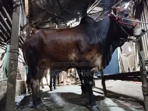 কুরবানীর উপযুক্ত তিনটি ষাঁড় গরু