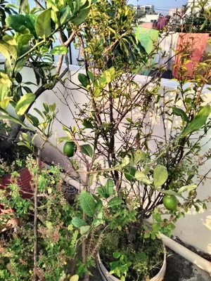 Lemon Tree