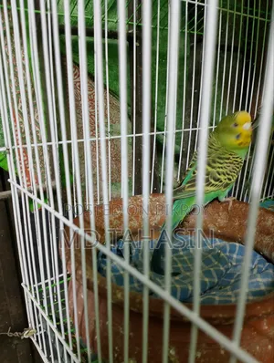 Budgie Birds