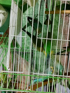 Budgie Birds