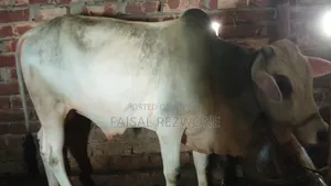 Desi Goru 110 Kg