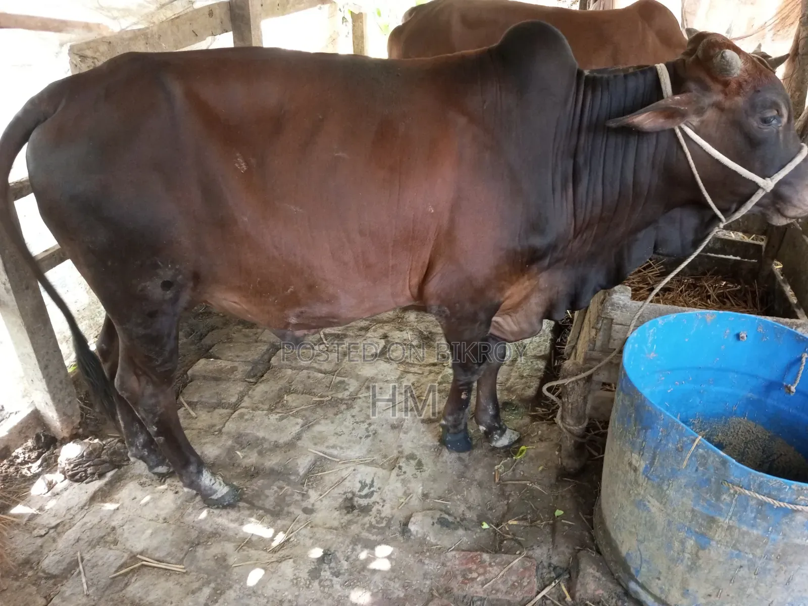 গরু বিক্রি