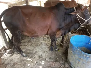 গরু বিক্রি
