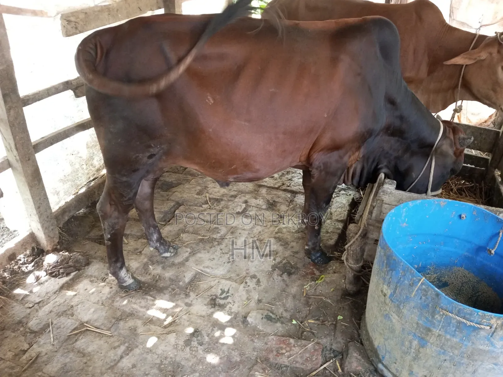 গরু বিক্রি