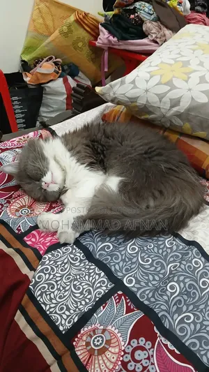 1+ Year Female Purebred Exotic Cat