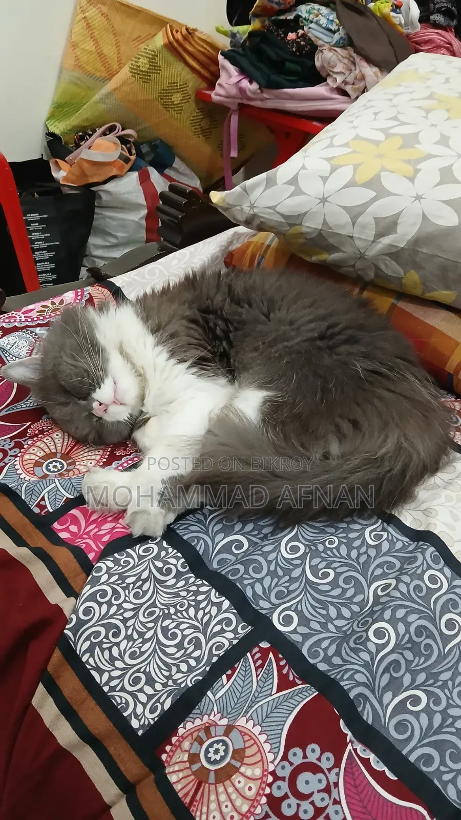 1+ Year Female Purebred Exotic Cat