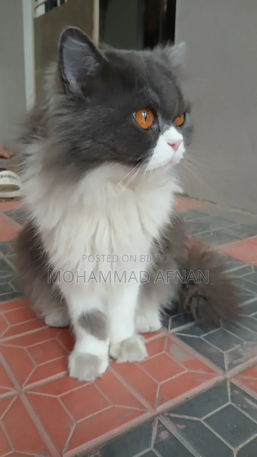 1+ Year Female Purebred Exotic Cat