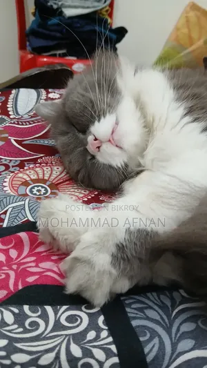 1+ Year Female Purebred Exotic Cat