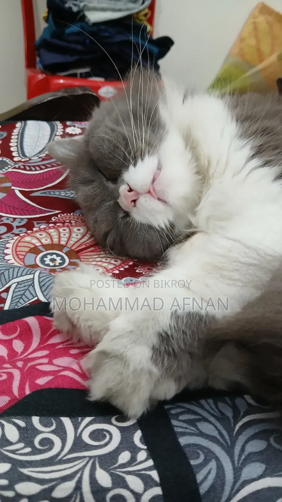 1+ Year Female Purebred Exotic Cat