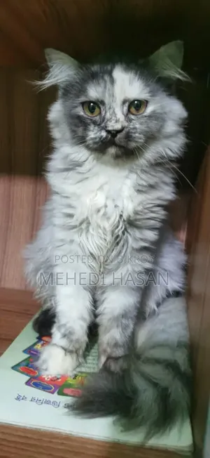 1+ Year Male Purebred Persian