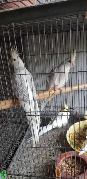 Birds for Sale