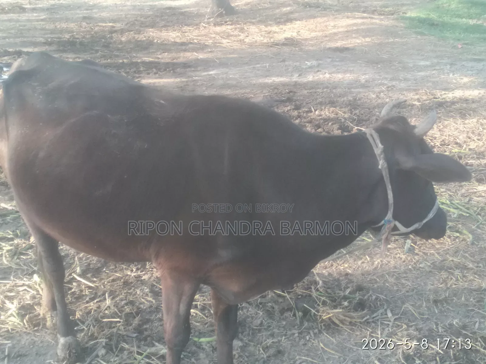 গাভী গরু (Cow)