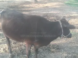 গাভী গরু (Cow)