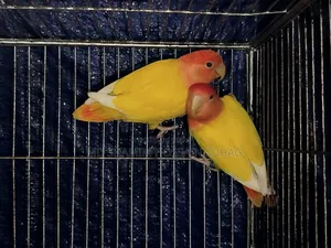 লুটিনো রেড হেডেড অপালাইন