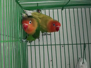 Green Fisher Love Bird