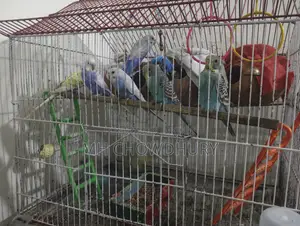 Love Bird Running
