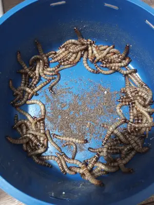 বিটল পোকার লাভা