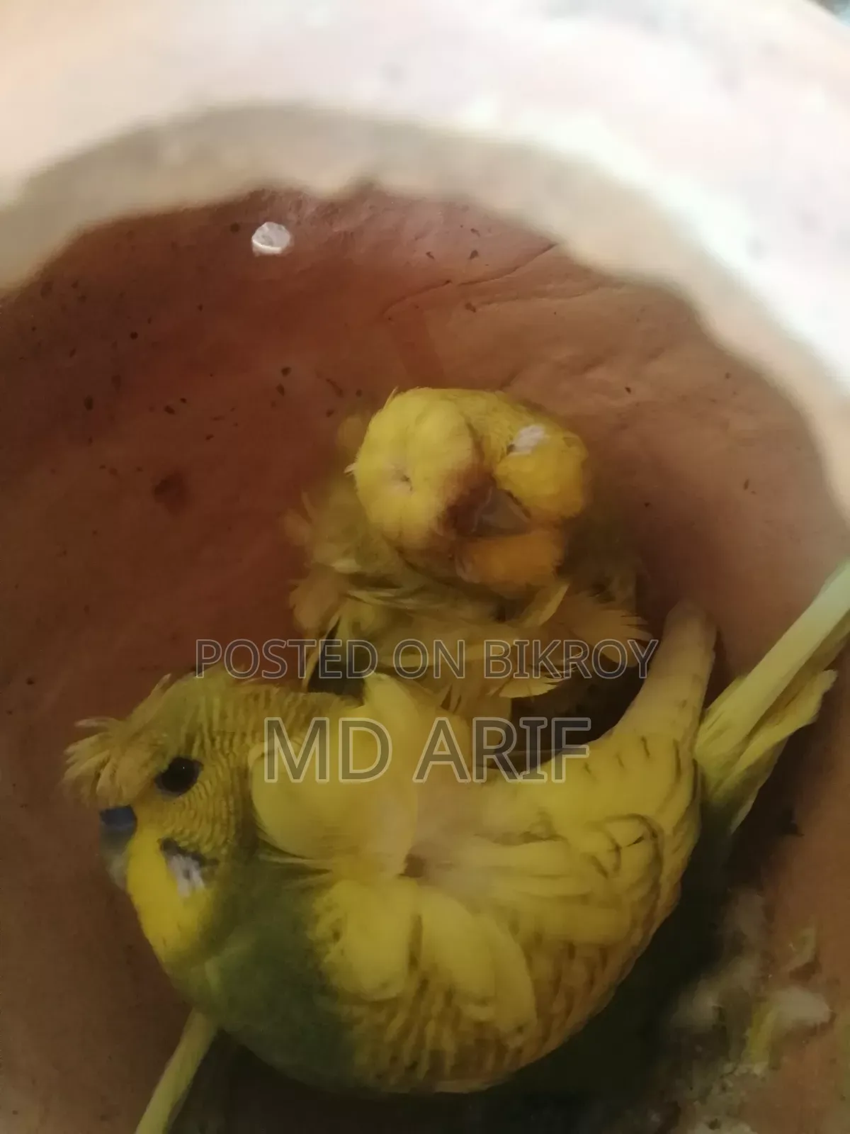 জেপি ও বাচ্চা ককাটেল