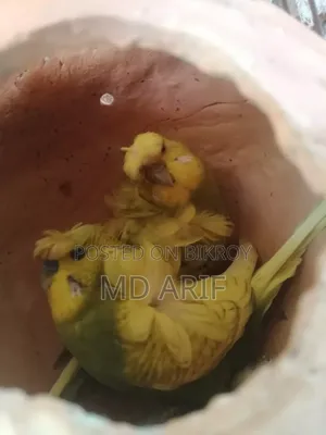জেপি ও বাচ্চা ককাটেল